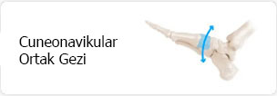Cuneonaviküler Ortak Gezi